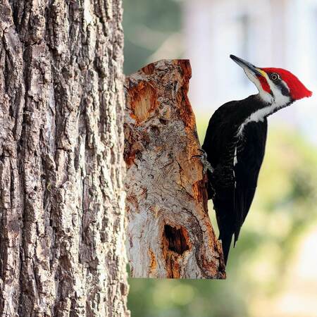 NEXT INNOVATIONS Peeking Pileated Woodpecker 101156021